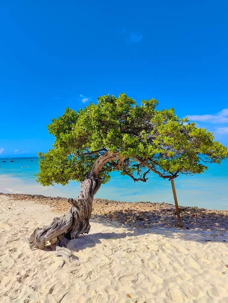Uma Árvore Verde Caindo Uma Praia Areia — Fotografia de Stock