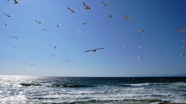 Beautiful View Seagulls Flying Sea — Stock Photo, Image