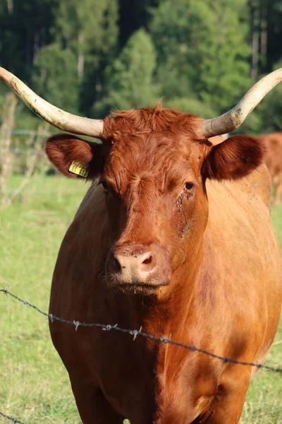 Gros Plan Vertical Une Vache Brune Regardant Droit Devant Caméra — Photo