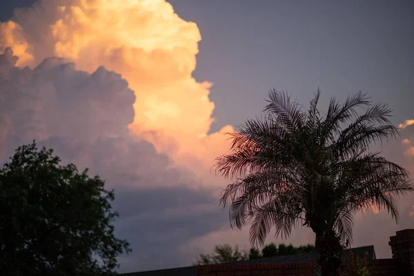 Een Palm Boom Met Een Achtergrond Van Zonsondergang Lucht — Stockfoto