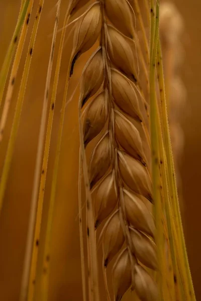 Bulanık Bir Arkaplanda Gündüz Vakti Tarladaki Buğday Artışının Dikey Bir — Stok fotoğraf