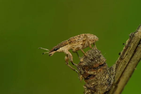 Primer Plano Natural Sobre Pequeño Escarabajo Del Gorgojo Marrón Sitona — Foto de Stock