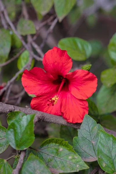 Una Bella Vista Hibiscus Nel Giardino — Foto Stock