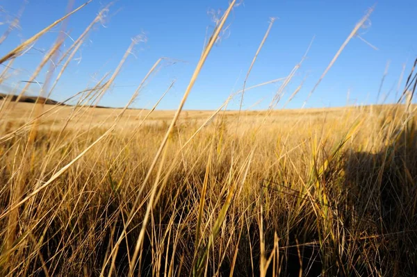 Гарний Знімок Пшеничного Поля Протягом Дня — стокове фото