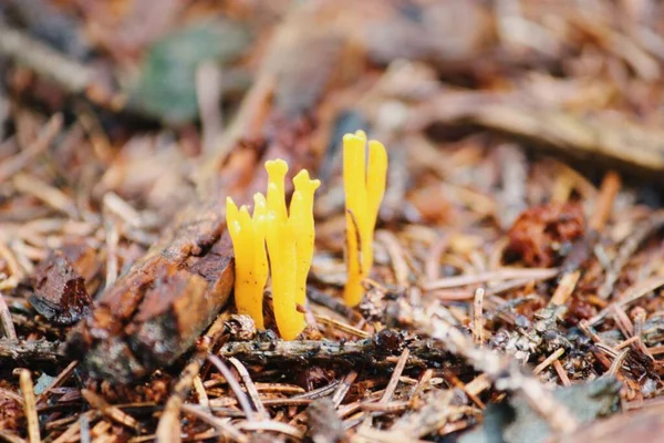 Ormanda büyüyen Calocera viscosa mantarının yakın çekim görüntüsü