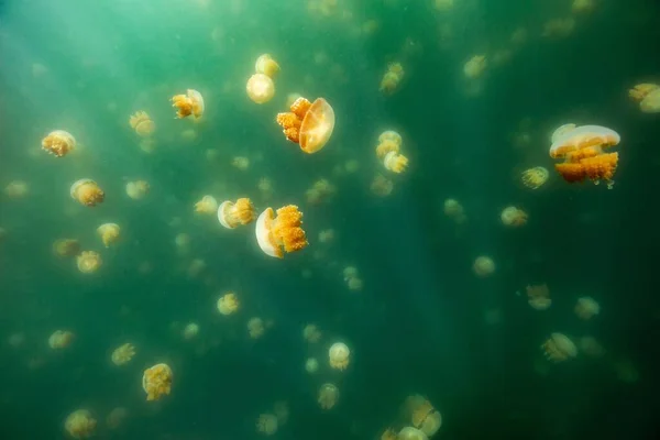 Ett Selektivt Fokus Golden Jellyfish Som Simmar Det Gröna Vattnet — Stockfoto