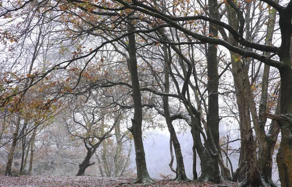 Birmingham Ngiltere Deki Sutton Parkındaki Uzun Ağaçlar — Stok fotoğraf