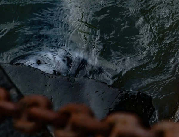 Серый Тюлень Воде — стоковое фото