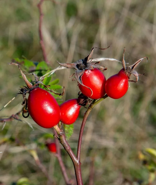 stock image The red fruits of rose hips or dog rose. Rosa canina in autumn