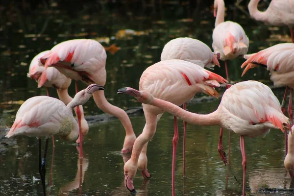 Den Rosa Flamingos Vilar Vattendammen Vid Zoo Bur Suddig Bakgrund — Stockfoto