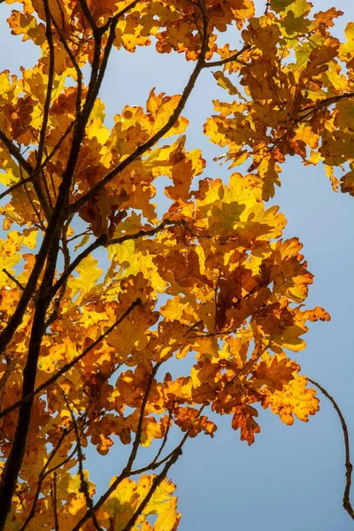 Oude Eik Quercus Herfst Gele Bladeren Herfst Verticaal — Stockfoto