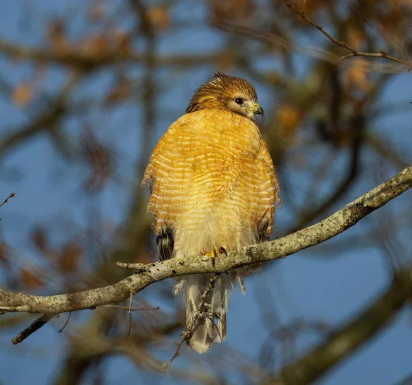 Closeup Red Shouldered Hawk Buteo Lineatus Perched Tree Branch Captured — Stock Photo, Image