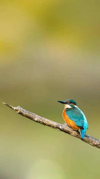 Tiro Vertical Pássaro Kingfisher Empoleirado Galho Madeira Contra Fundo Embaçado — Fotografia de Stock