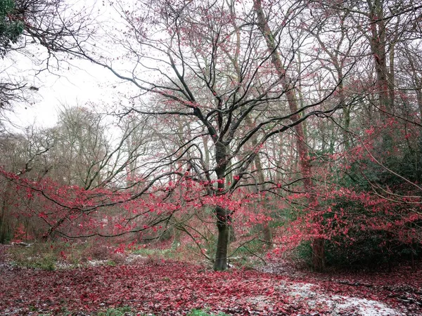 Een Bladloze Boom Besneeuwde Grond Het Park Met Rode Herfstbladeren — Stockfoto