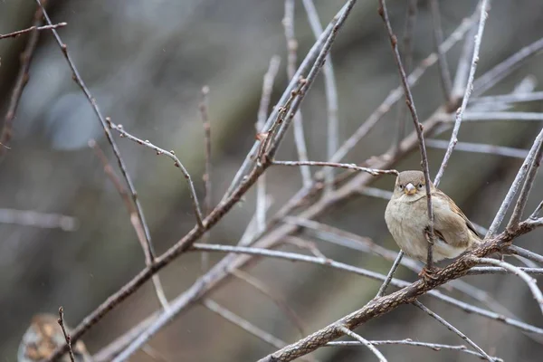一只小麻雀的特写镜头 栖息在一根光秃秃的树枝上 — 图库照片