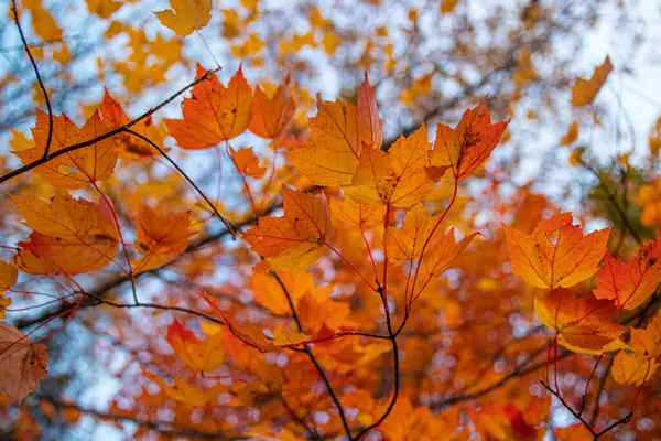 秋天的时候 在树枝上发现了一张橙色叶子的特写照片 — 图库照片