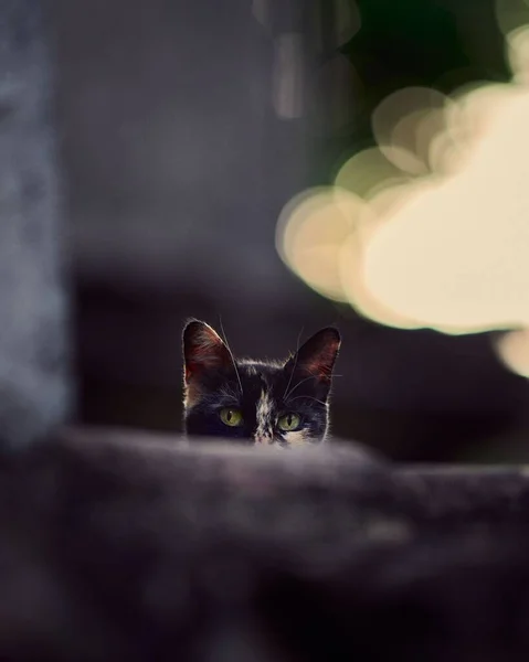 Függőleges Lövés Egy Aranyos Bolyhos Fekete Macska Néz Fal Mögött — Stock Fotó