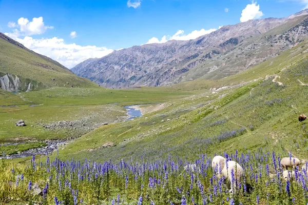 Güneşli Bir Günde Dağlarda Bir Koyun Sürüsünün Güzel Manzarası — Stok fotoğraf