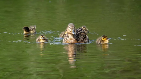 Une Mère Canard Avec Des Canetons Nageant Dans Lac — Photo