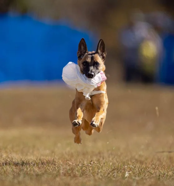 畑の草の上を走るマリノイ犬で 晴れた日には口の中に訓練用のおもちゃがあります — ストック写真