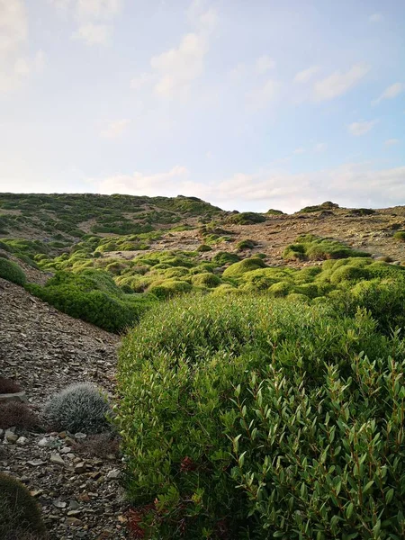 メノルカ島周辺の緑の植生 — ストック写真