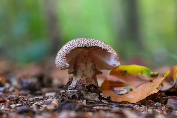 Eine Makroaufnahme Der Tödlich Dappernden Pilze Und Herbstblätter Auf Isoliertem — Stockfoto