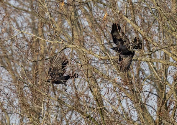 Ett Par Svarta Fåglar Flyger Bland Kala Grenar Och Kvistar — Stockfoto