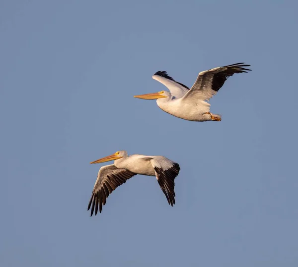 Крупним Планом Великі Білі Пелікани Летять Блакитному Небі — стокове фото