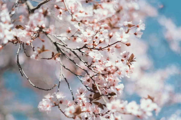 Bir Çiçek Açan Sakura Ağacının Yakın Çekim — Stok fotoğraf