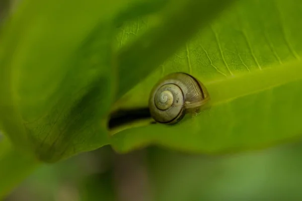 Ένα Κοντινό Πλάνο Ενός Μικρού Σαλιγκαριού Απομονωμένου Ένα Πράσινο Φύλλο — Φωτογραφία Αρχείου