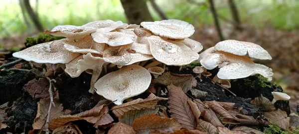 Ein Panoramabild Weißer Pilze Und Abgefallener Herbstblätter Einem Wald — Stockfoto