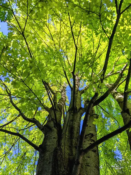 Pionowe Niskie Ujęcie Kąta Wysokich Zielonych Bujnych Drzew Lesie — Zdjęcie stockowe