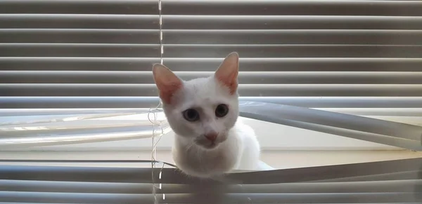 Merkøyde Hvite Khaomann Kattunge Katt Med Heterokrom – stockfoto