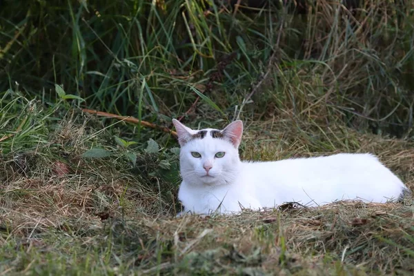 森の中の草の上に座っている白い猫のクローズアップショット — ストック写真