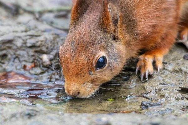 Eine Nahaufnahme Eines Niedlichen Roten Eichhörnchens Das Tagsüber Wasser Trinkt — Stockfoto