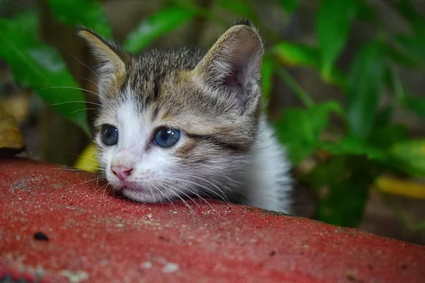 Küçük Sevimli Bir Kedinin Güzel Bir Fotoğrafı — Stok fotoğraf