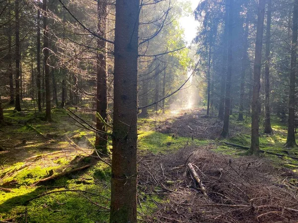 日光に包まれた森林地帯の景観 — ストック写真