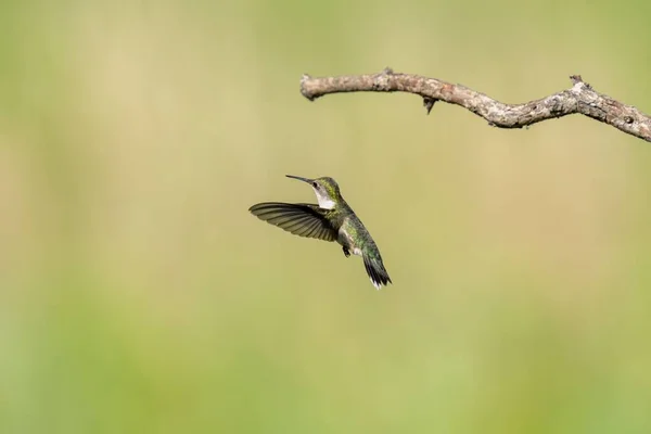 Zbliżenie Rubinogłowego Kolibra Archilochus Colubris Locie Niewyraźne Tło — Zdjęcie stockowe