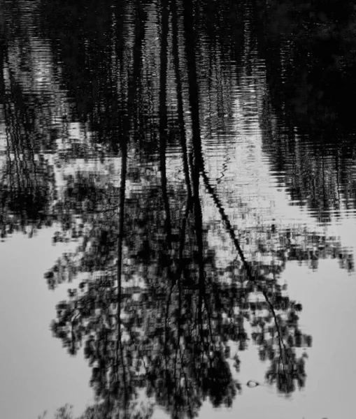 Gråskaleskott Träd Som Reflekteras Vatten — Stockfoto