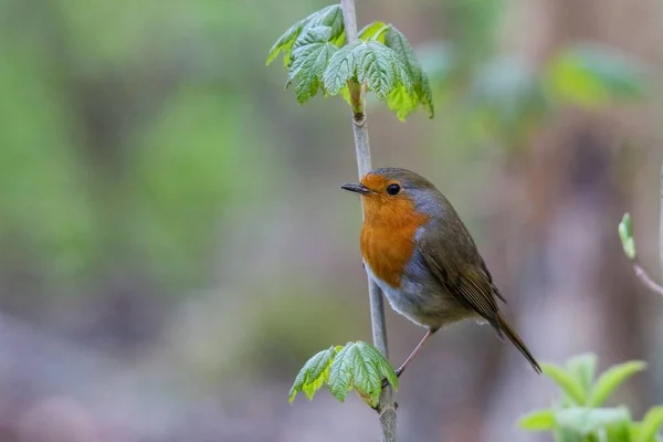 Macro Shot European Robin Perched Green Plant Isolated Background — Stock Photo, Image