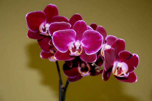 Closeup Shot Multiple Reddish Indoor Orchids Shadow Wall — Stock Photo, Image