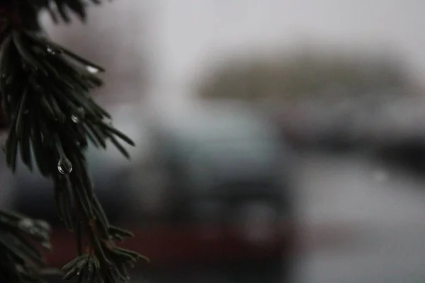 Ein Selektiver Fokus Von Immergrünen Baumblättern Nach Regen — Stockfoto