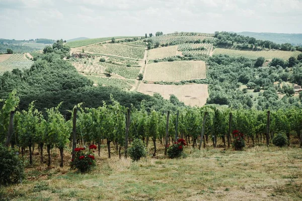 Rozległe Winnice Czerwone Róże Pagórkowate Lasy Horyzoncie — Zdjęcie stockowe