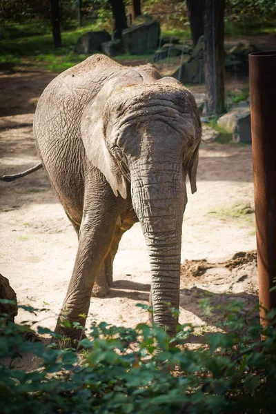Disparo Vertical Elefante Pie Parque Forestal —  Fotos de Stock