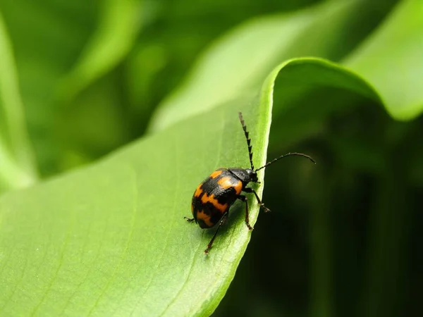 Yeşil Yaprağın Üzerinde Dinlenen Japon Düğüm Otu Yaprağı Böceğinin Gallerucida — Stok fotoğraf