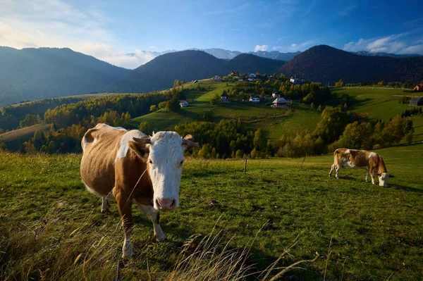 Una Vista Aérea Las Vacas Campo Vegetación — Foto de Stock