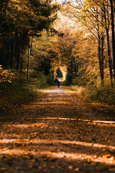 Живописный Вид Женщины Выгуливающей Собаку Парке Окружении Прекрасной Природы Осенью — стоковое фото