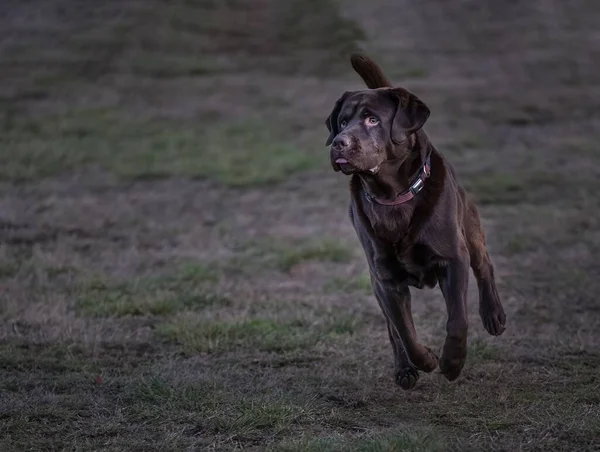 Großaufnahme Eines Laufenden Schokoladen Labradors Nach Einem Sprung Mit Rotem — Stockfoto