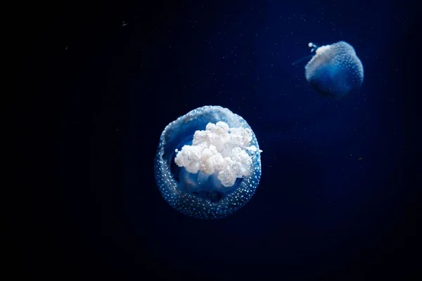 Красивые Медузы Воде — стоковое фото
