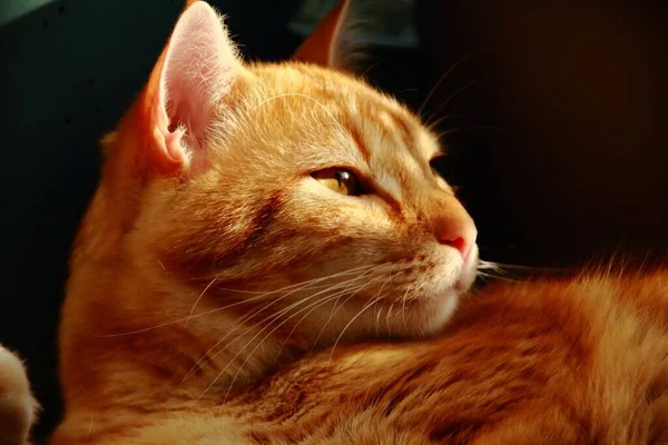 Крупним Планом Імбирний Кіт Лежить Під Сонячним Світлом — стокове фото